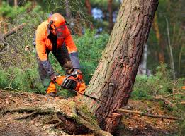 How Our Tree Care Process Works  in  Middleville, MI